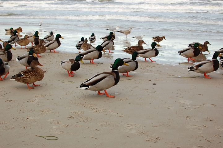 Enten stelzen im kalten Ostseewasser